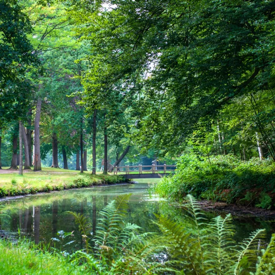 Beautiful pathway and big trees in the green forest at the Pinetum Blijdenstein botanical gardens in Hilversum.