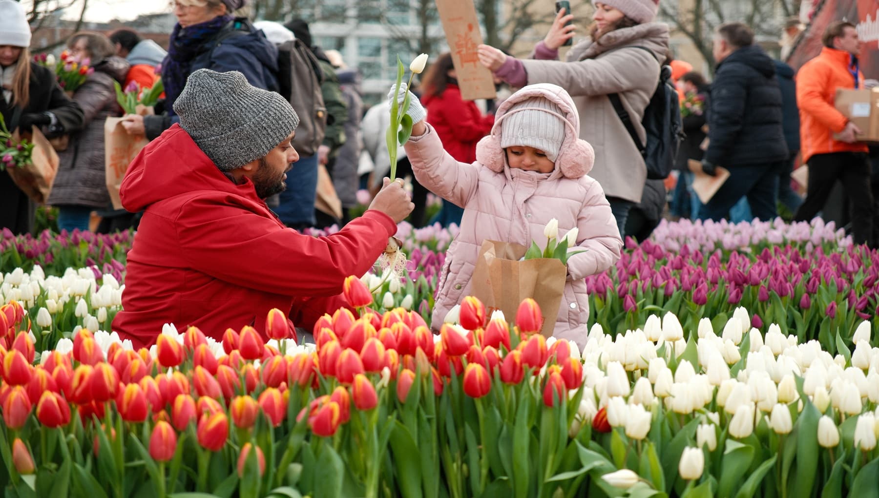 National Tulip Day