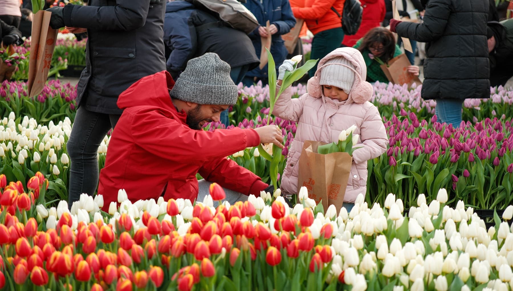 Nationale Tulpendag