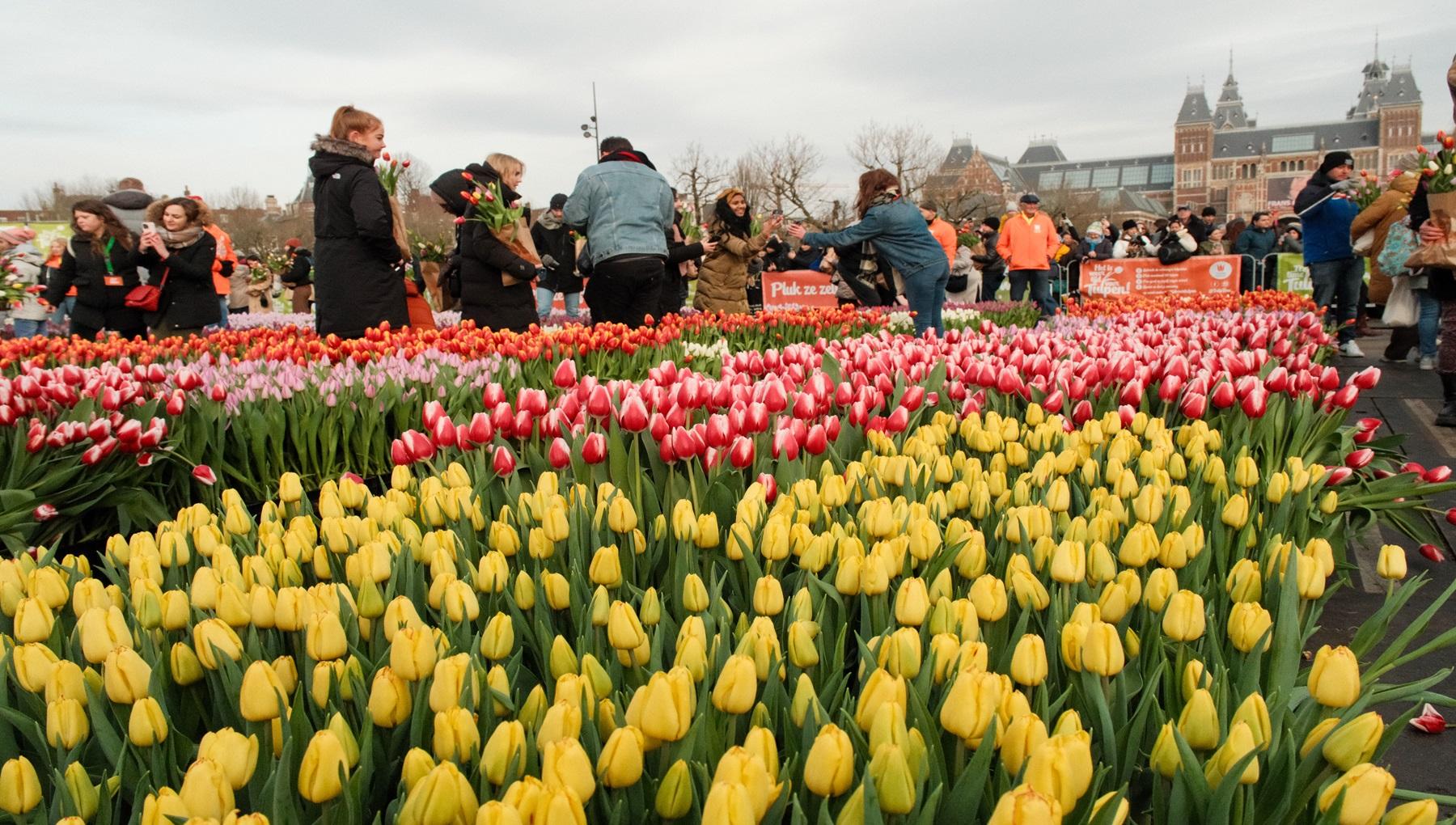 National Tulip Day