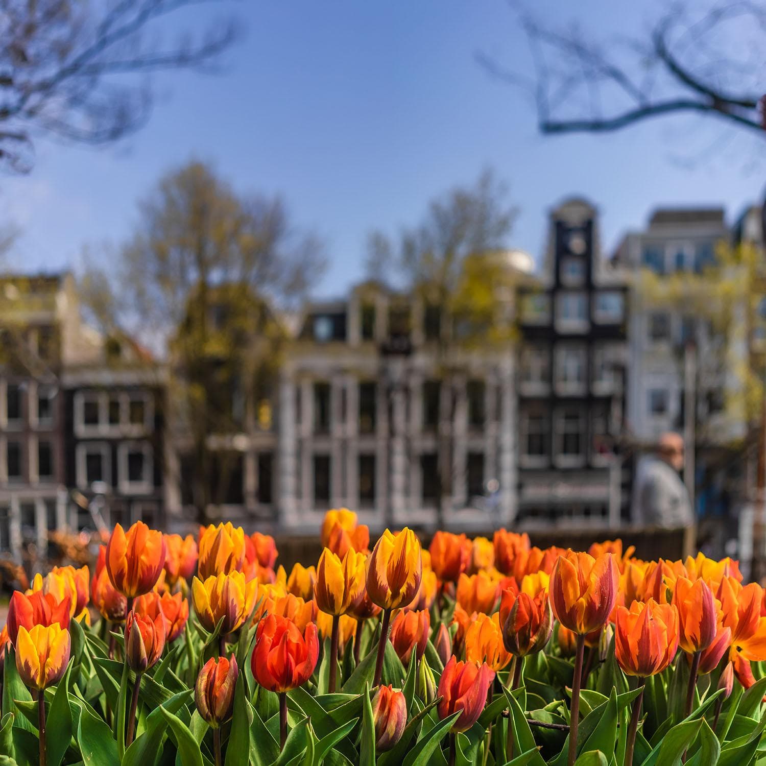 Tulp Festival