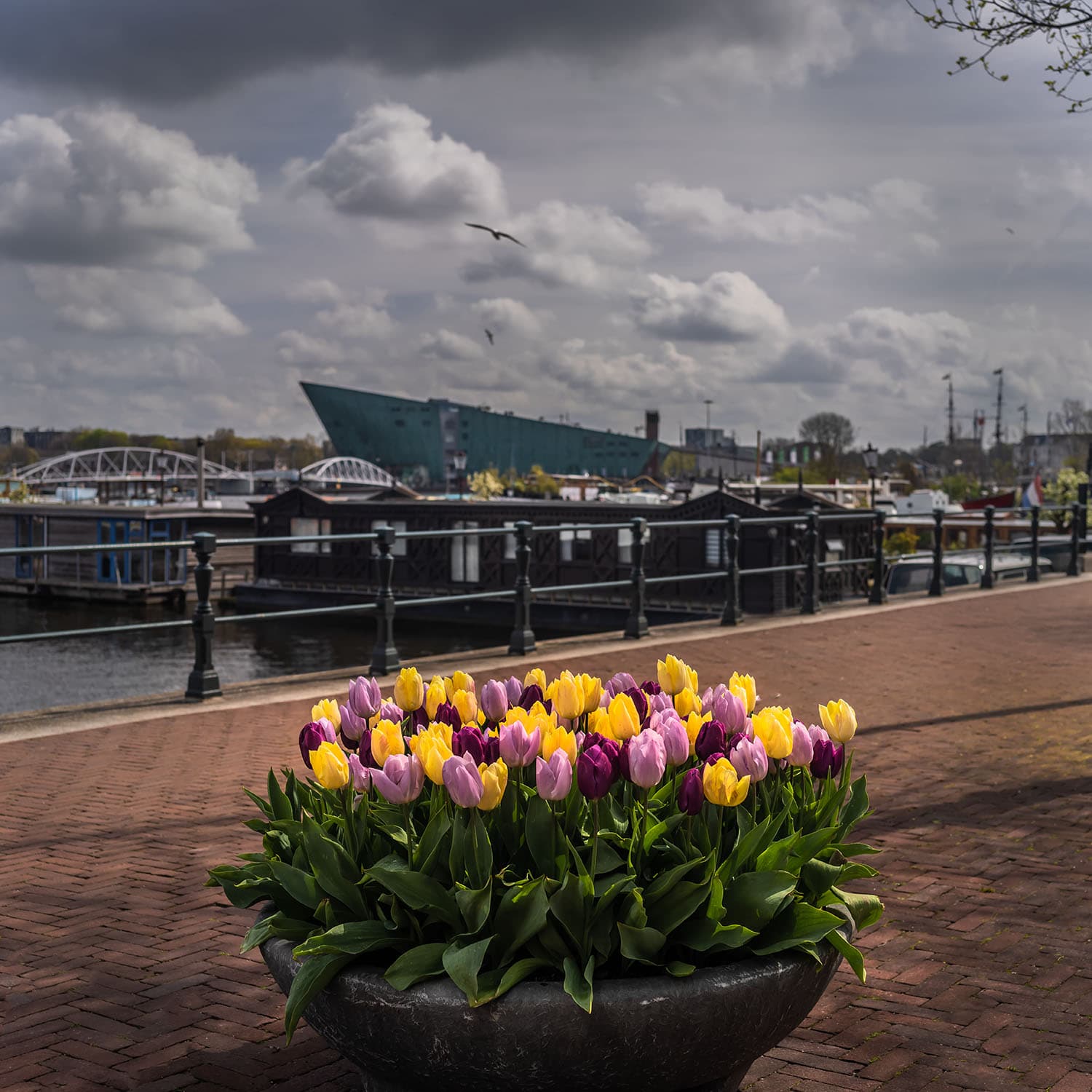 Tulp Festival