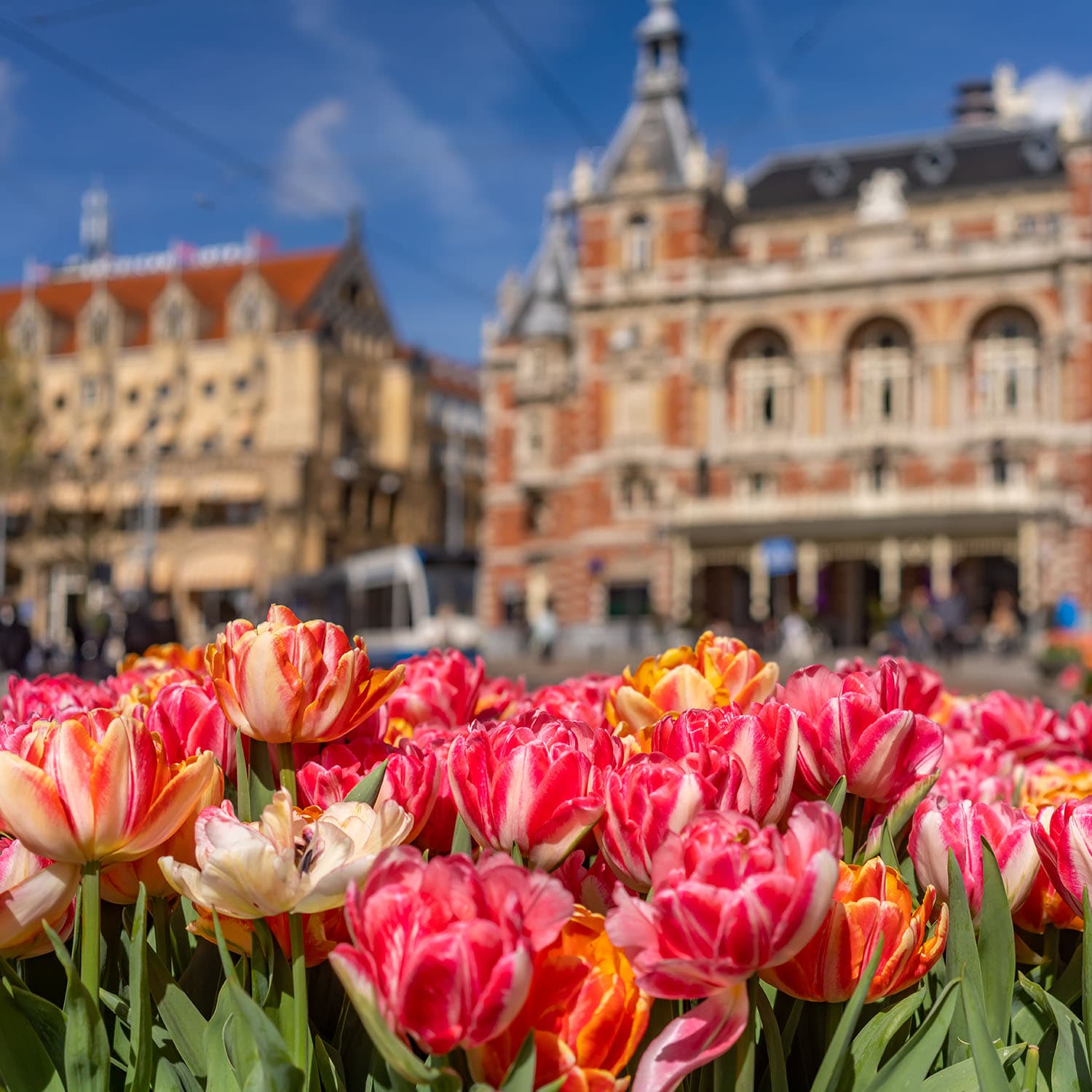 Tulp Festival