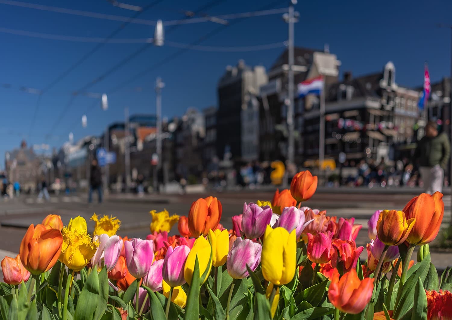 Tulp Festival