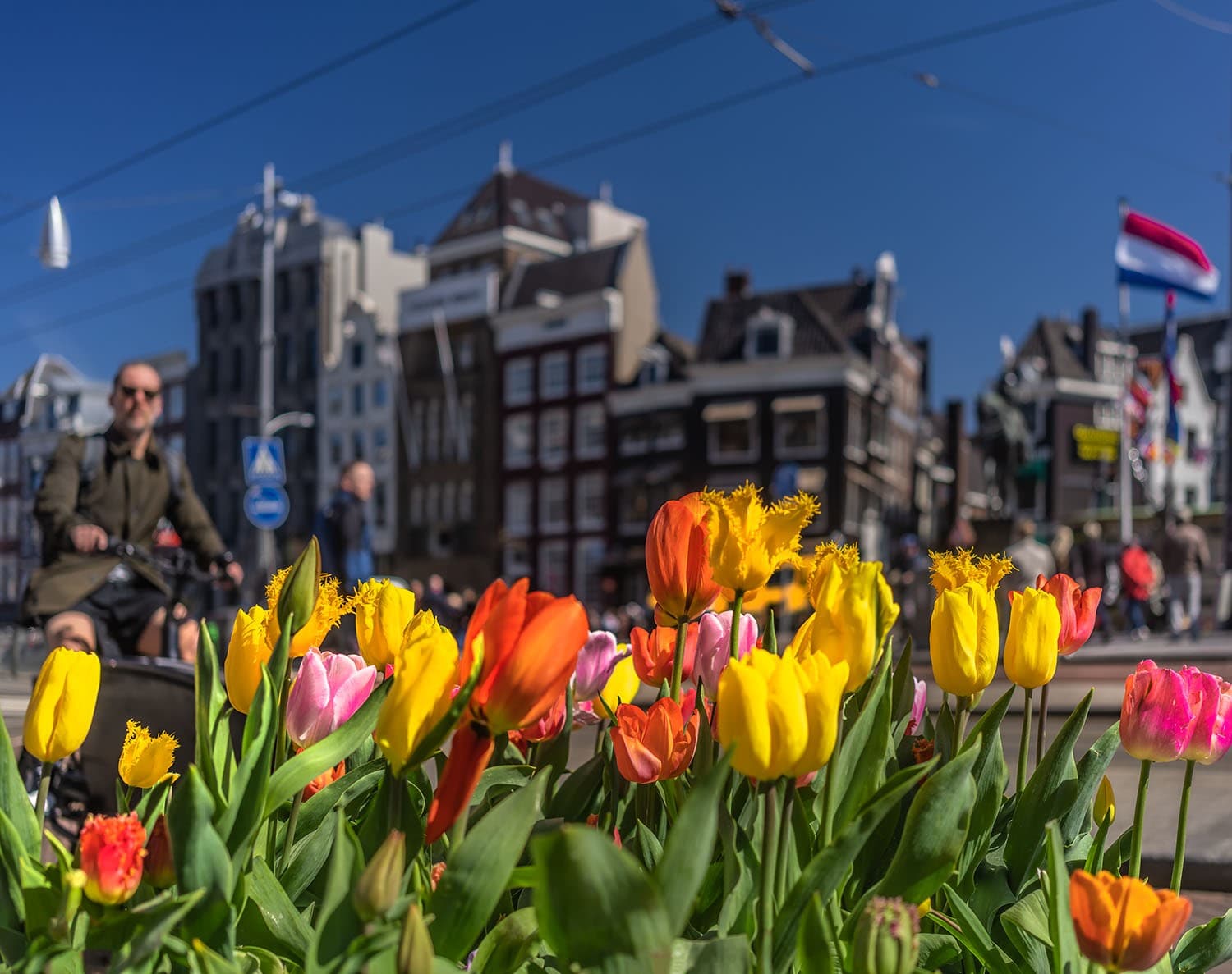 Tulp Festival