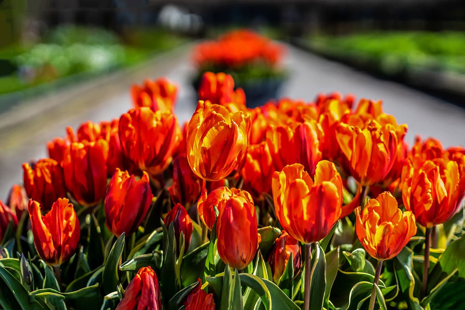 Tulp Festival