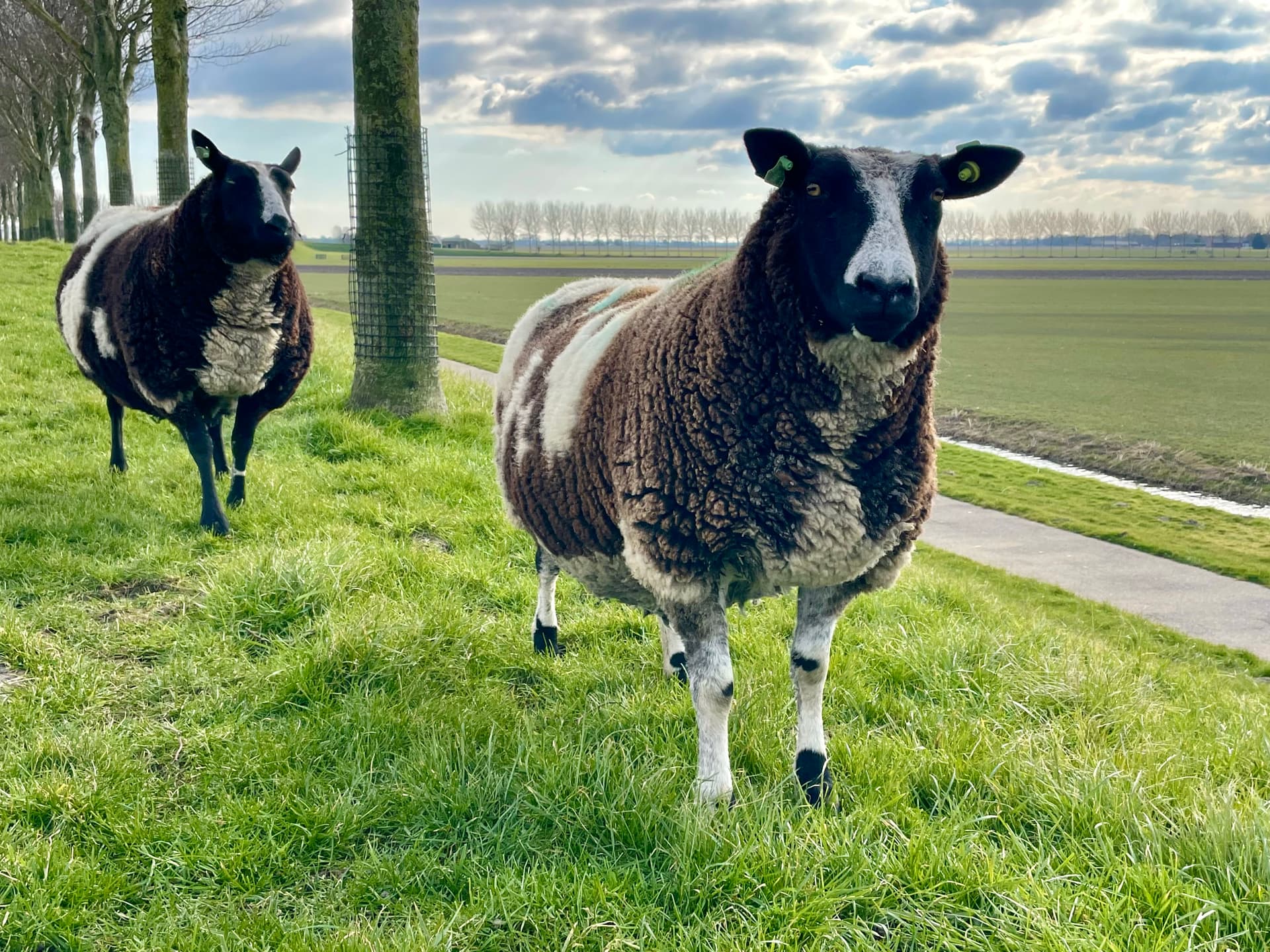 Beemster wandeling