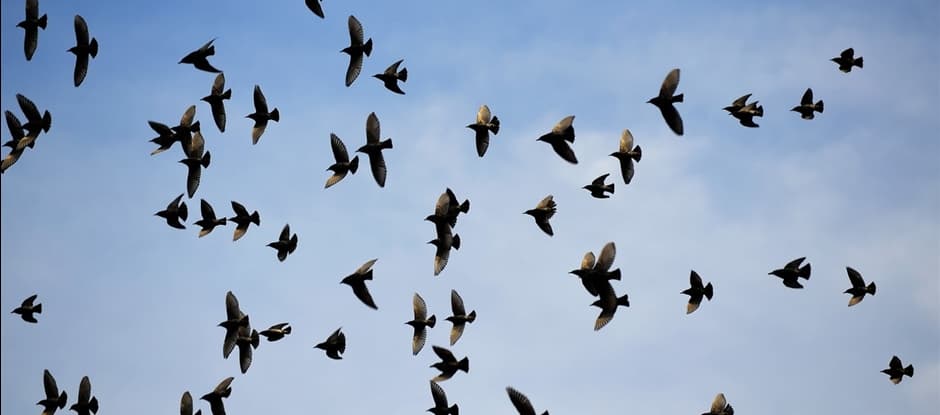 Excursie: Vogeltrek in het Bos