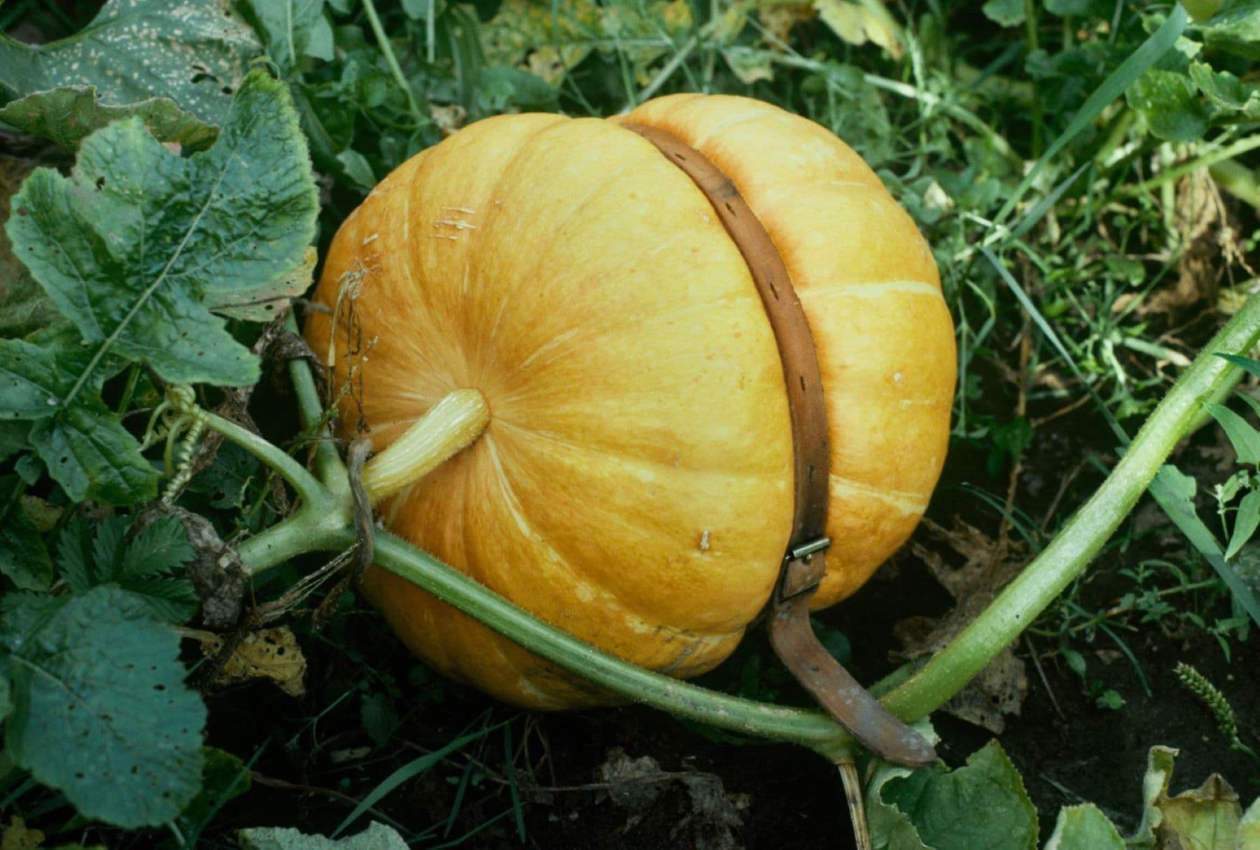 De natuur van Sjoerd Buisman