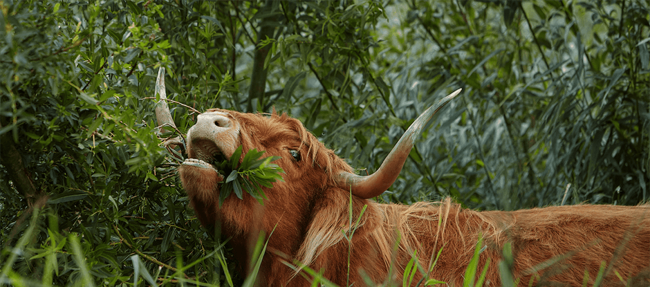 Excursie: Schotse Hooglander wandeling