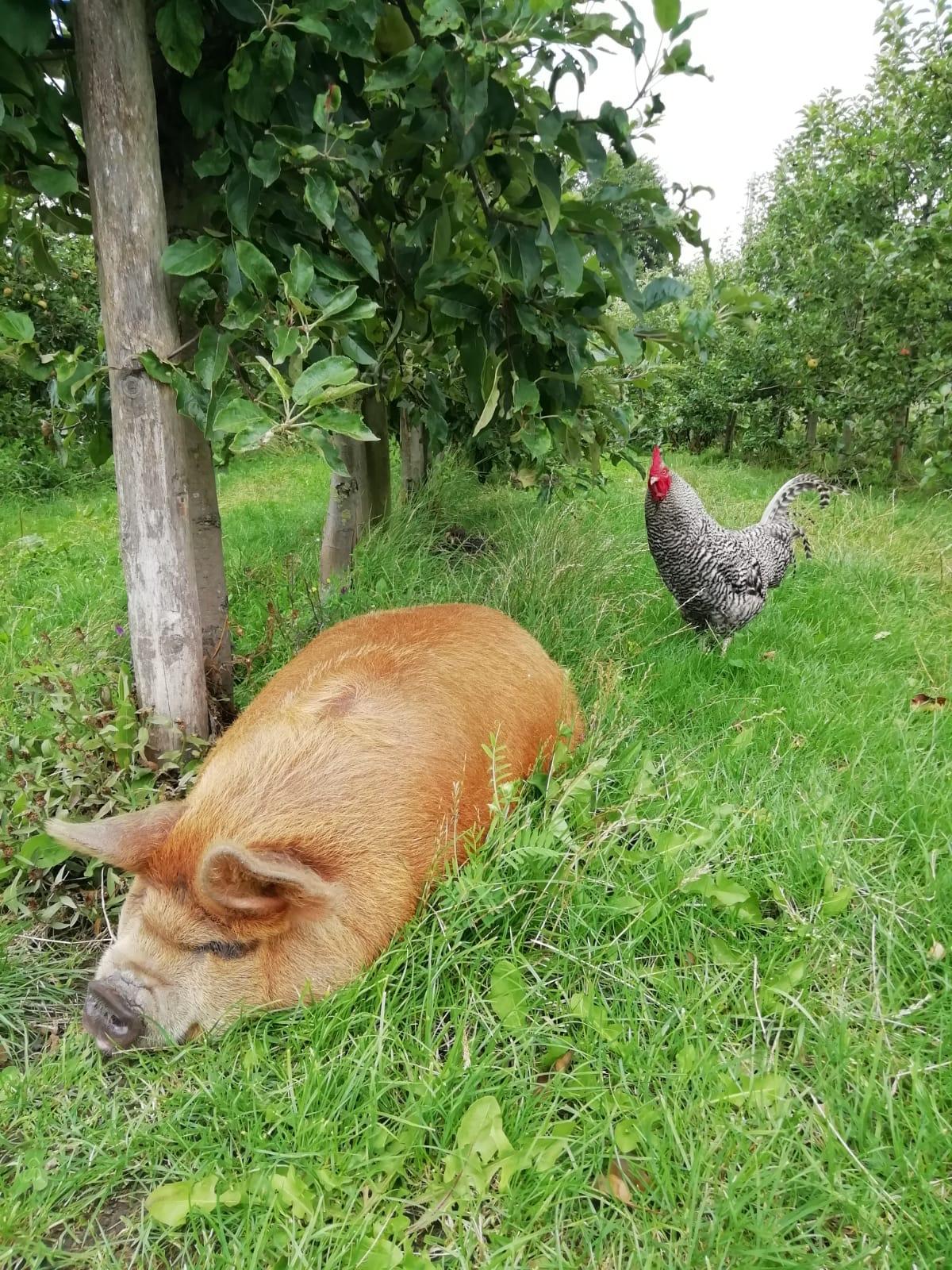 Rondleiding door de Fruittuin van West