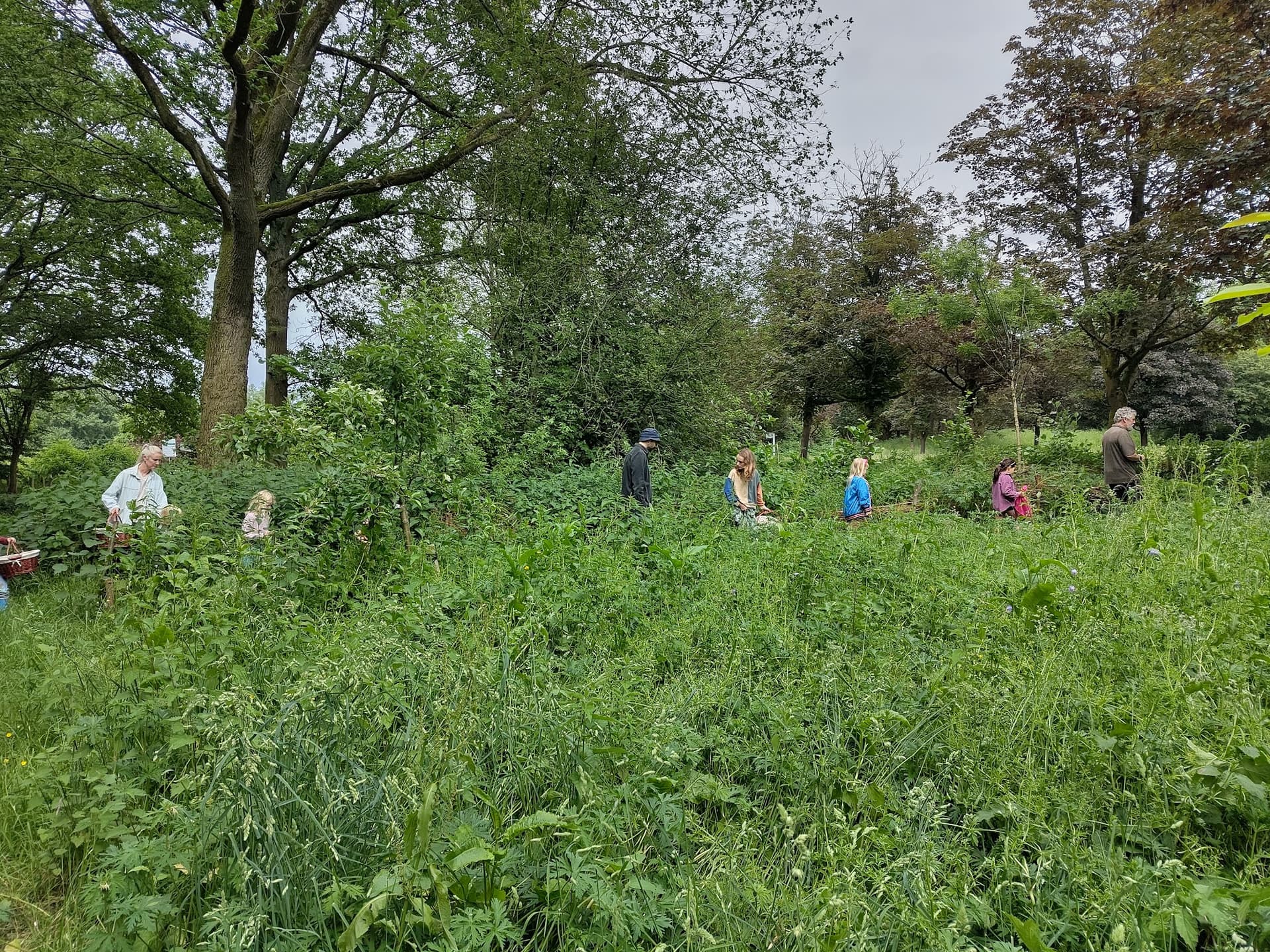 Wildplukwandelingen bij De Natuurkamer (8+)