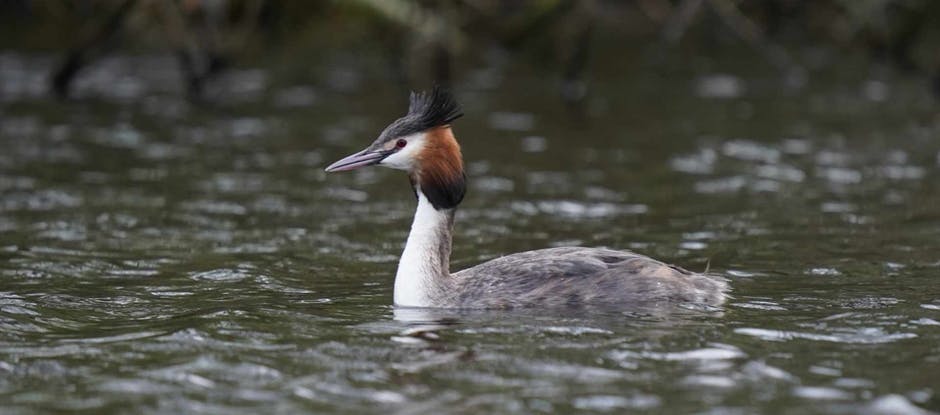 Natuurfotografie Schinkelbos