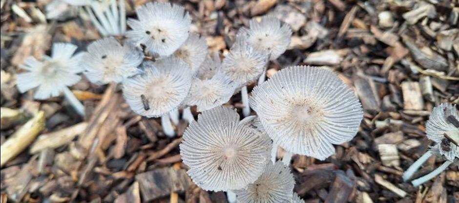 Expeditie Paddenstoelen spotten