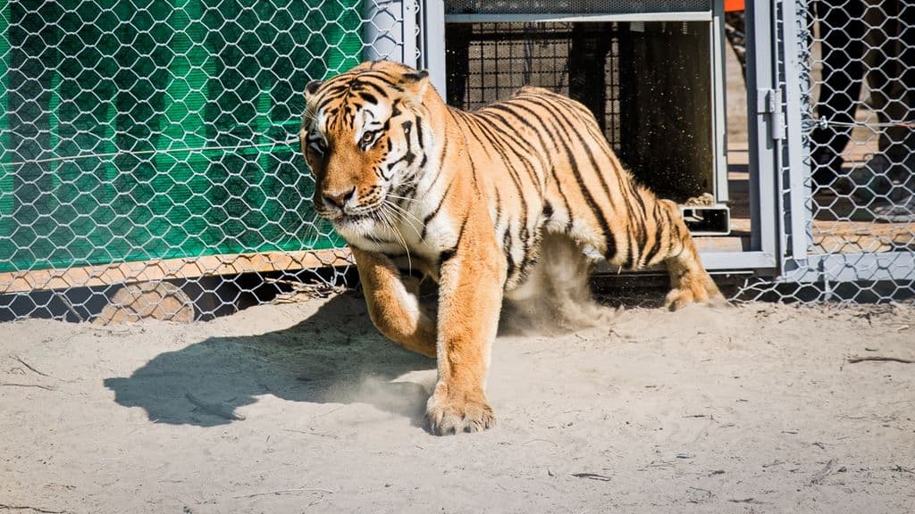 Terugkeer van wilde tijgers in Kazachstan