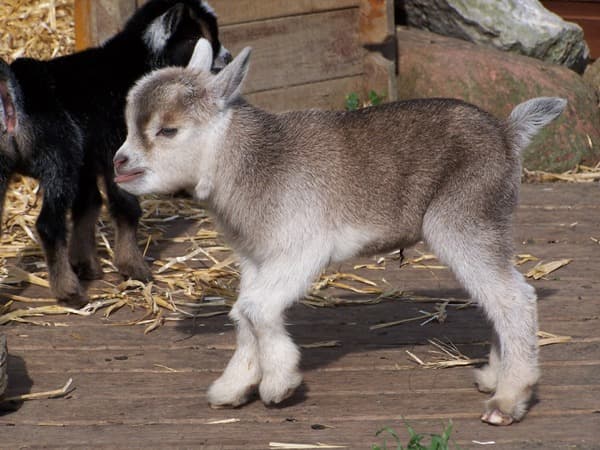 Dieren voeren met de boerin