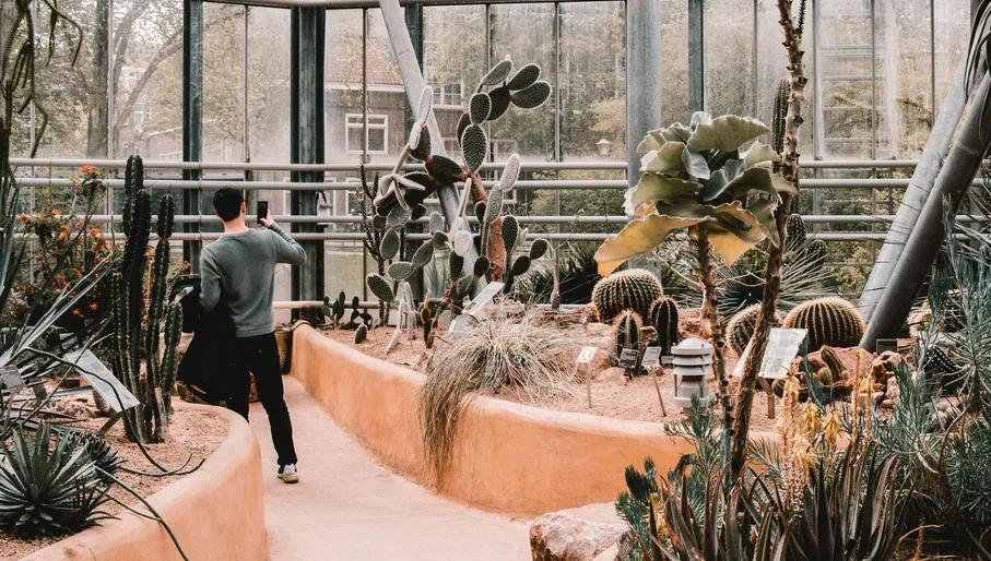 Cactus plants in the greenhouse from the botanical gardin Hortus Botanicus.