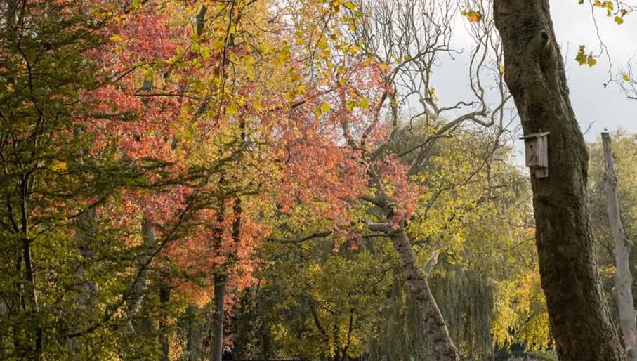 A person cycles with a bunch of flowers through the Oosterpark in autumn.