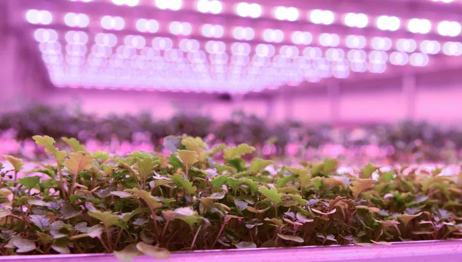 Growy vertical farm facility at CTPark Amsterdam