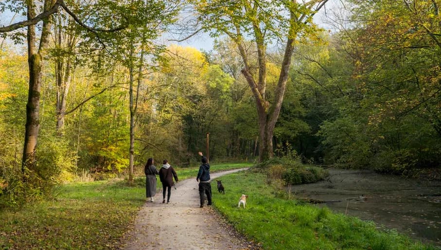 People walking their dogs in Vliegenbos.