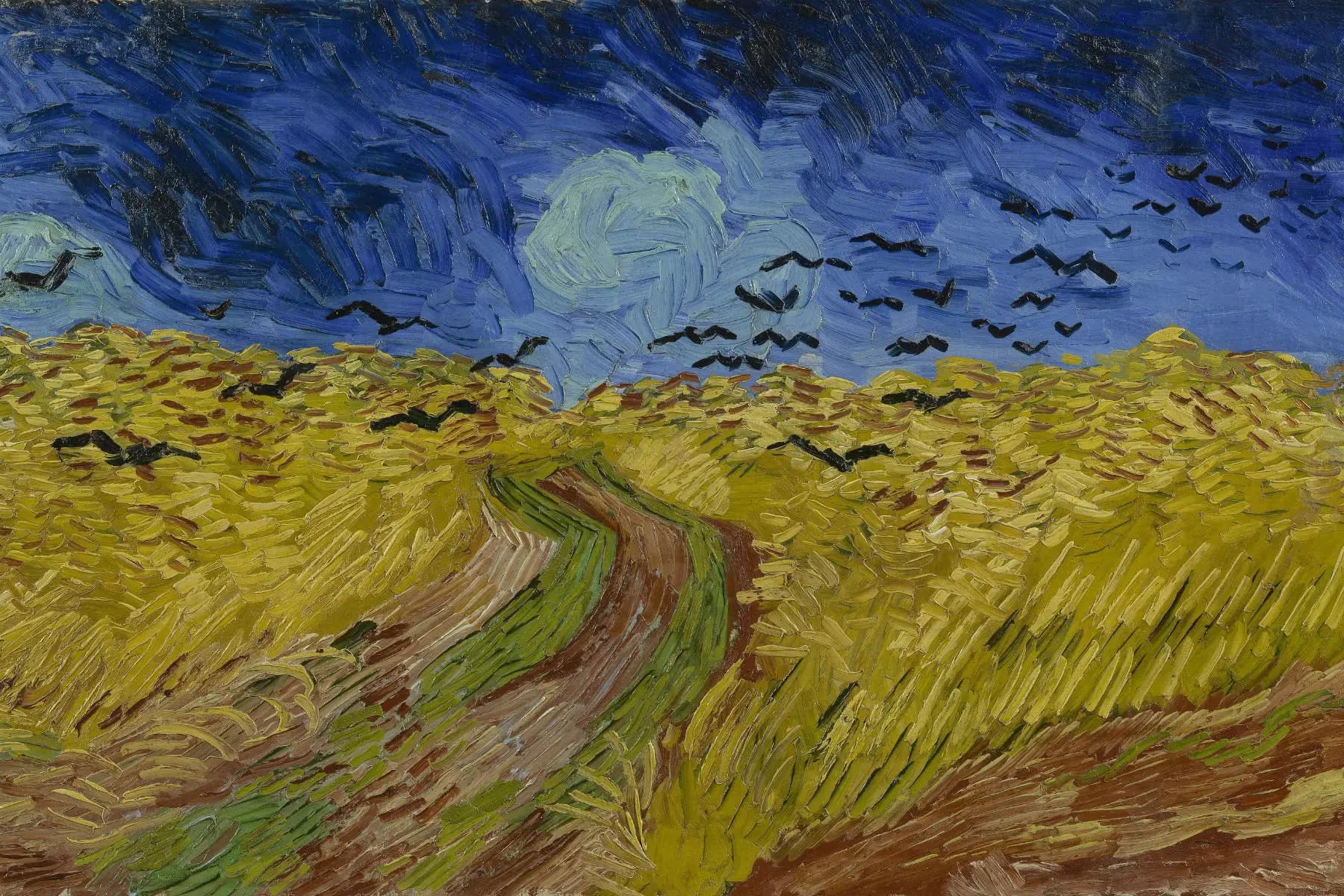 Korenveld met kraaien