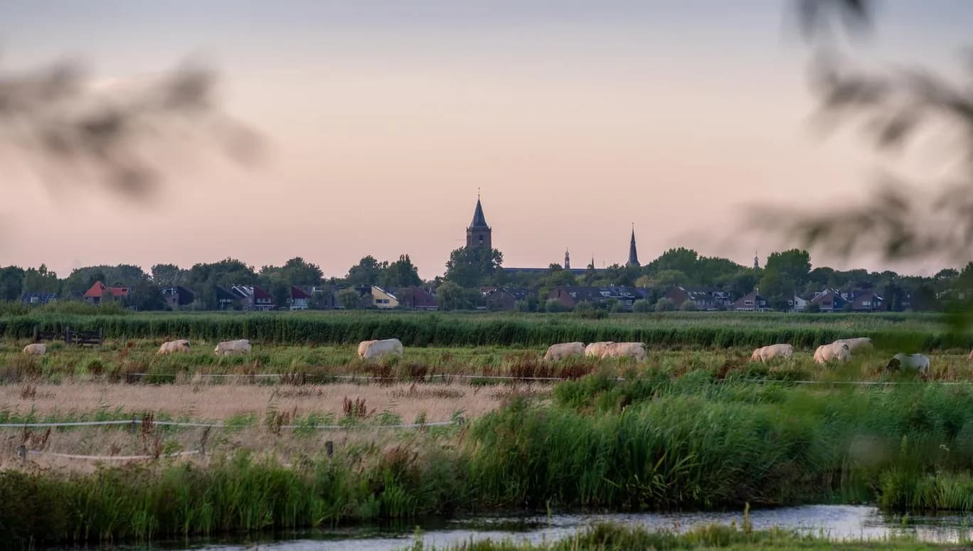 Cows graze in the meadow of Broek in Waterland.