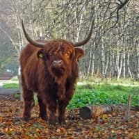 Scottish OX springtime Amsterdamse Bos