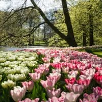 Keukenhof - which is both a tourist attraction and a showcase for the Dutch flower-growing industry - displays millions of blooms every spring.