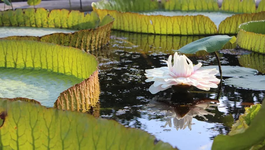 This image can also be used for general promotion of Amsterdam, provided that the name Hortus Botanicus will be mentioned under the image.