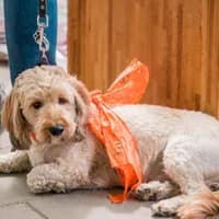 Koning's dag 2018 King's day 2018